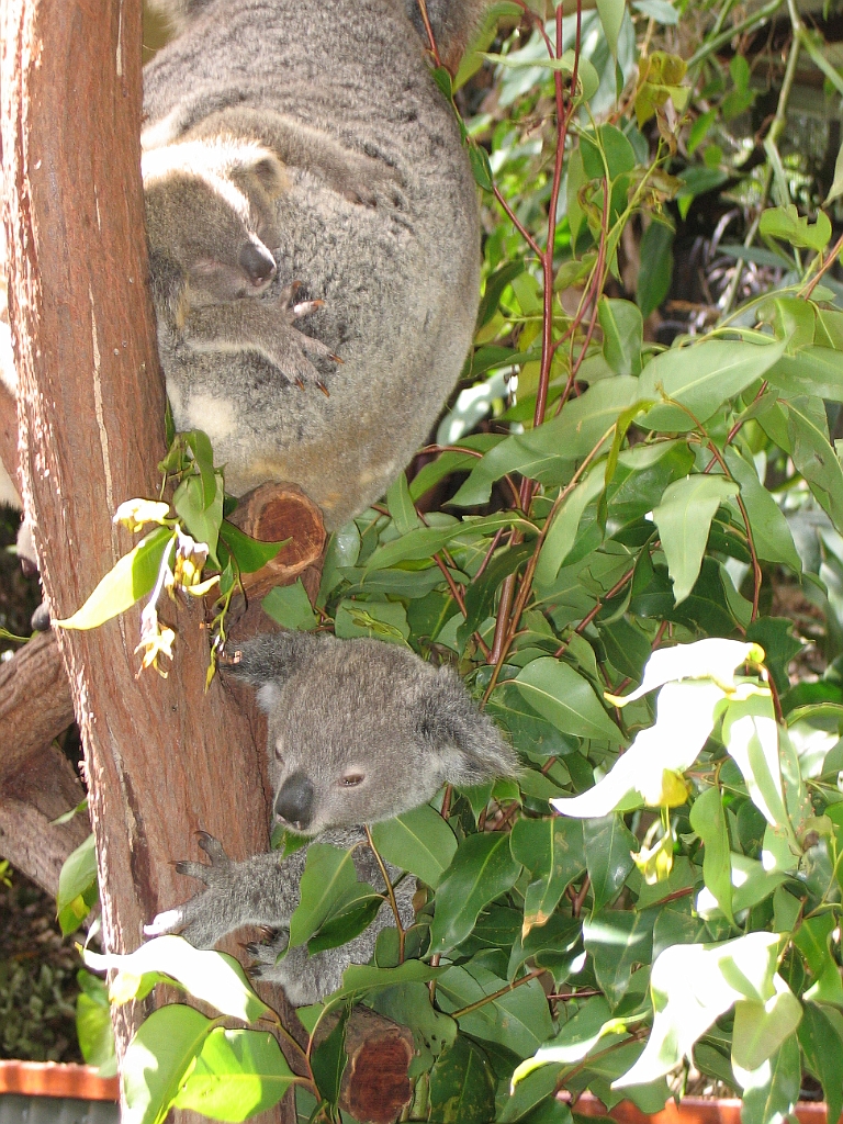 CairnsTC403 Kuranda Koala Gardens.jpg